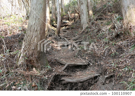 在森林裡的山路 在森林裡的山路 100110907