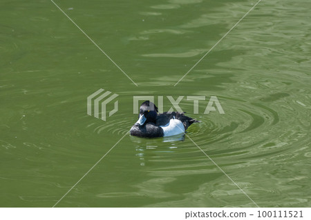 Tufted duck (male) Osaka Castle inner moat Tufted duck (male) Osaka Castle inner moat 100111521