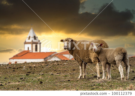 Family of Sheeps lying on a green meadow at Membrio, Extremadura in Spain Family of Sheeps lying on a green meadow at Membrio, Extremadura in Spain 100112379