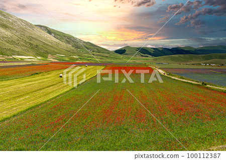 Lentil flowering with poppies and cornflowers in Castelluccio di Norcia, Italy 100112387