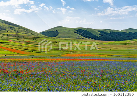 Lentil flowering with poppies and cornflowers in Castelluccio di Norcia, Italy Lentil flowering with poppies and cornflowers in Castelluccio di Norcia, Italy 100112390