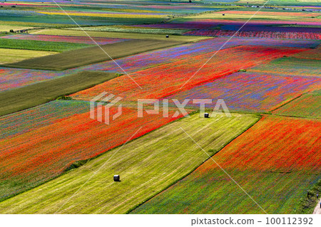 Lentil flowering with poppies and cornflowers in Castelluccio di Norcia, Italy 100112392