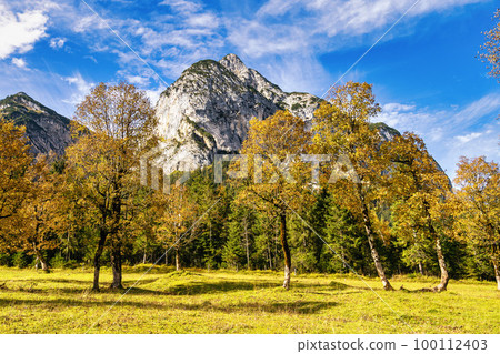 Maple trees at Ahornboden, Karwendel mountains, Tyrol, Austria 100112403