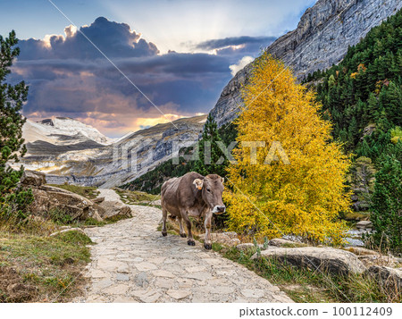 Autumn view of beautiful nature in Ordesa and Monte Perdido NP, Pyrenees, Aragon in Spain. 100112409
