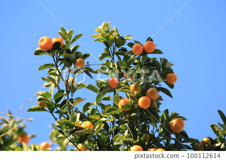 Mandarin orange Mandarin orange 100112614