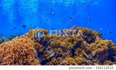 Tropical fish and coral reef Underwater shot Pangolao 100112618