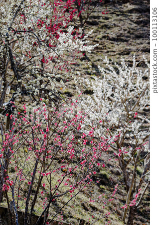 紅白梅花的梅園 吉野梅花公園 三月 紅白梅花的梅園 吉野梅花公園 三月 100113106