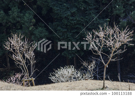 梅之花作公園吉野白鄉梅公園三月 100113188