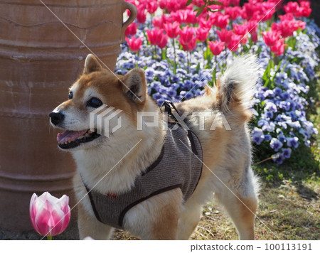 柴犬和郁金香 柴犬和郁金香 100113191