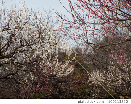 Red and white plum 100113230