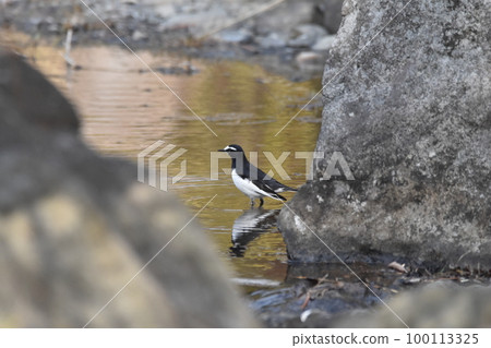 Black-backed wagtail 100113325