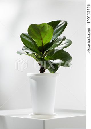 Fiddle fig or ficus lyrata. Fiddle fig or ficus lyrata. 100113766