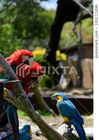 From Nanki Shirahama Adventure World 100113896