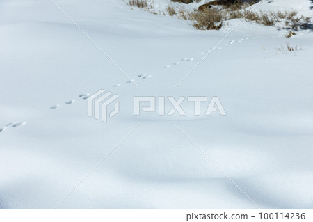 Rabbit footprints in the snow 100114236