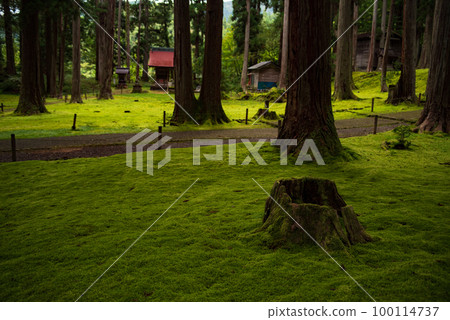 Mossy garden and approach 100114737