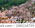 Mt. Yoshino with cherry blossoms in full bloom① 100114739