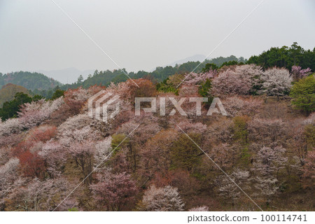 櫻花盛開的吉野山③ 100114741