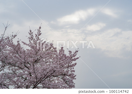 櫻花、雲彩和天空 櫻花、雲彩和天空 100114742