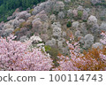 Mt. Yoshino with cherry blossoms in full bloom ④ 100114743