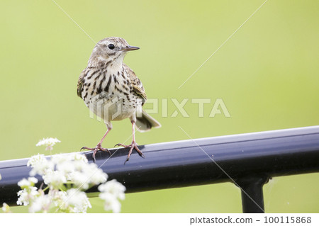 Meadow pipit (Anthus pratensis) in Arkemheenpolder in the Netherlands. 100115868
