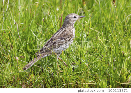 Meadow pipit (Anthus pratensis) in Arkemheenpolder in the Netherlands. 100115871