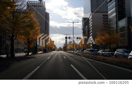 城市大街上的秋葉和摩天大樓 100116205