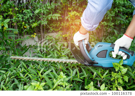 Woman taking care and growing plants, Hobby planting home garden, ornamental pruning. 100116378