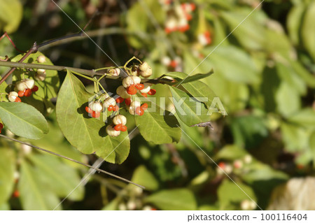 White spindle 100116404