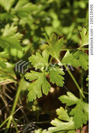 Garden parsly Garden parsly 100116406