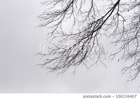 Common hornbeam Common hornbeam 100116407