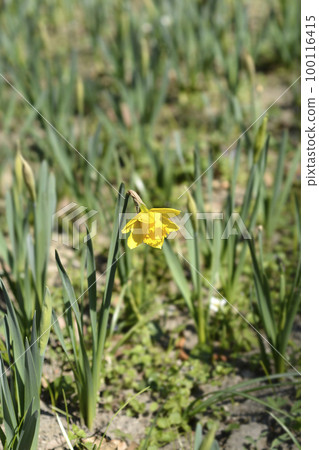 Wild Daffodil Wild Daffodil 100116415