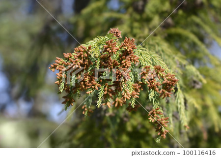 Japanese cedar Japanese cedar 100116416