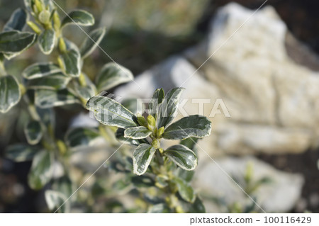 Japanes spindle Susan 100116429