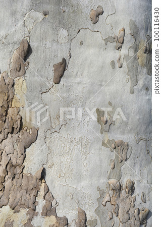 London plane 100116430