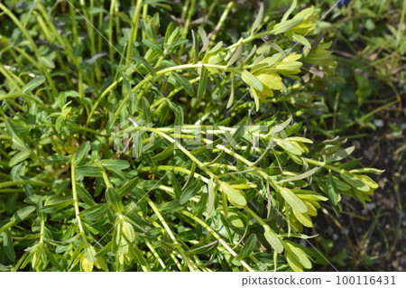 Cushion spurge 100116431