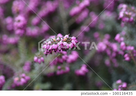 Darley Dale heath 100116435