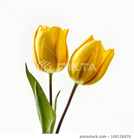yellow tulips on a light background.generative AI yellow tulips on a light background.generative AI 100116976