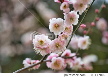 Beautiful white and pink plum 100117002