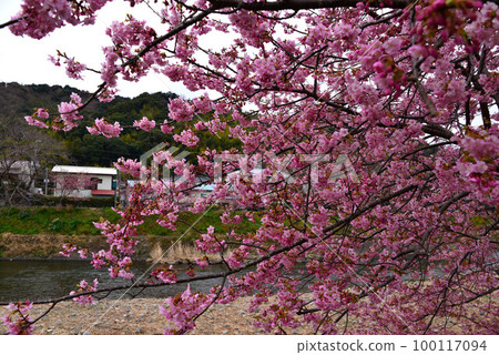 早開的南伊豆櫻花 100117094