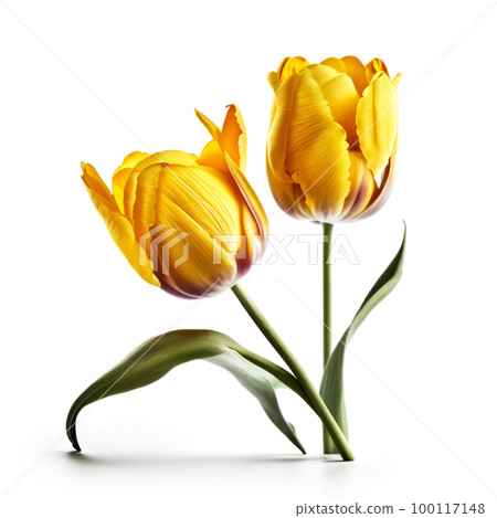 yellow tulips on a light background.generative AI 100117148