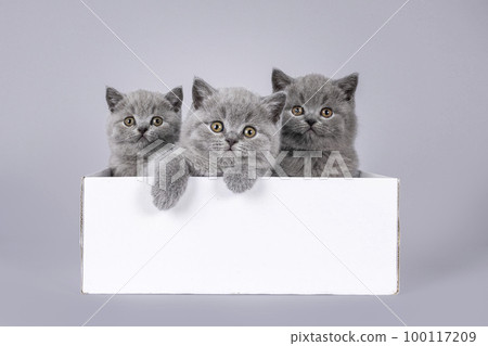 British Shorthair cat kittens on grey background British Shorthair cat kittens on grey background 100117209