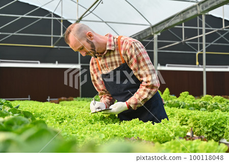 Man Agribusiness owner checking quality of organic vegetables in greenhouse before harvesting. Business agricultural 100118048