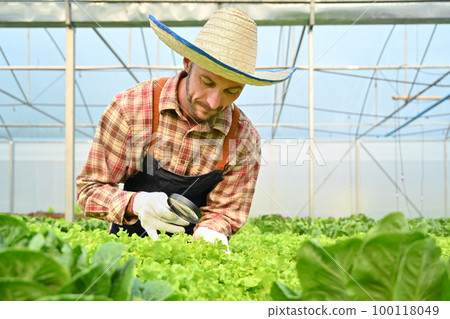 Image of farmer with magnifying glass checking plants in hydroponic greenhouse. Agricultural business concept 100118049