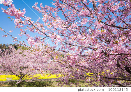 [河津櫻]東大山的河津櫻和油菜花 100118145