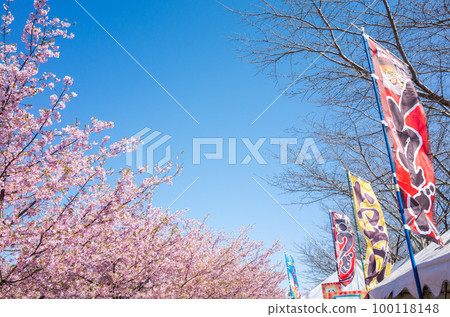 [河津櫻花]東大山的櫻花節 100118148