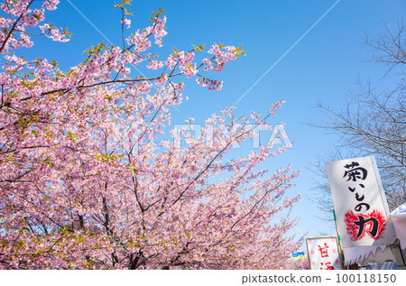 [河津櫻花]東大山的櫻花節 100118150