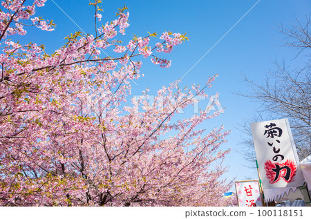 [Kawazu Sakura] Cherry Blossom Festival in Higashidaisen 100118151