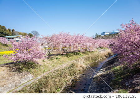 [河津櫻]東大山的河津櫻和油菜花 100118153