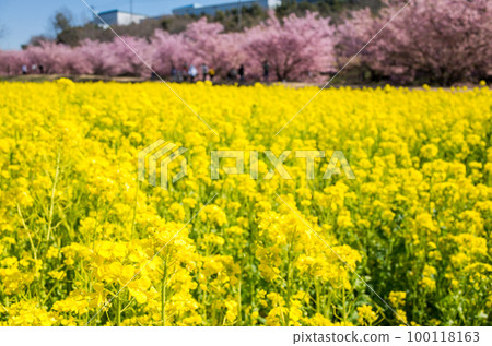 [河津櫻]東大山的油菜花田和河津櫻 100118163