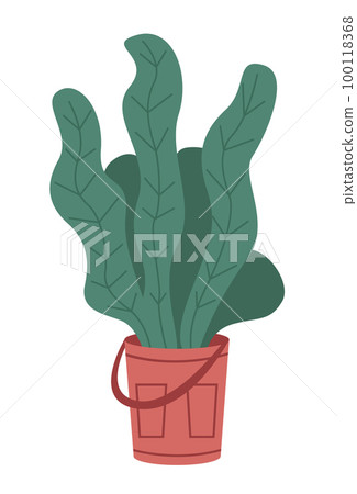 Decorative green plant with long leaves in ceramic pot, pot with houseplant. Home interior plant 100118368